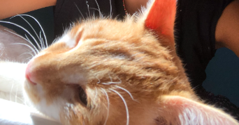 sixtine pet sitter à LILLE 59000_0