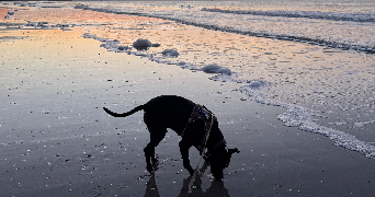 ophélie pet sitter à PONT L EVEQUE 14130_10