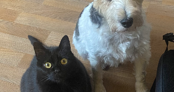 emma pet sitter à RENNES 35700_4