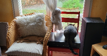 maxime pet sitter à NANTES 44000_2