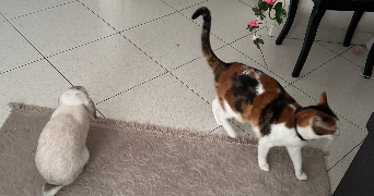 jhade pet sitter à QUINCY SOUS SENART 91480_1
