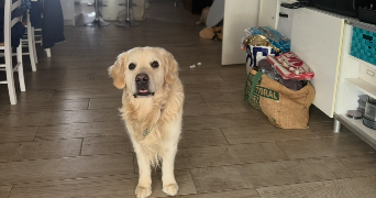 aubert pet sitter à CADENET 84160_4