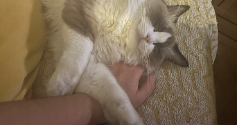 susie pet sitter à LYON 06 69006_2