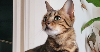 maéva pet sitter à ANZIN ST AUBIN 62223_2