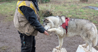 lola pet sitter à ST GENIS LES OLLIERES 69290_6
