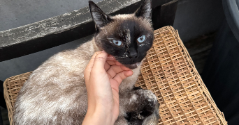 amandine pet sitter à DINARD 35800_1