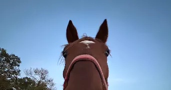 nora pet sitter à MARSAC SUR L ISLE 24430