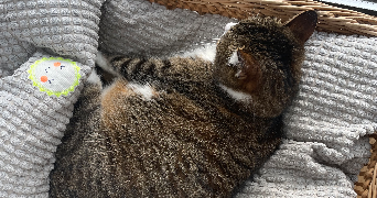 ludivine pet sitter à BAYONNE 64100_4