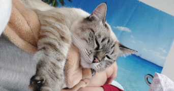 marie-lys pet sitter à MERIGNAC 33700_1