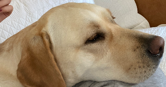 maelia pet sitter à MENTON 06500_4