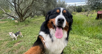 thomas pet sitter à LA TOUR D AIGUES 84240_4