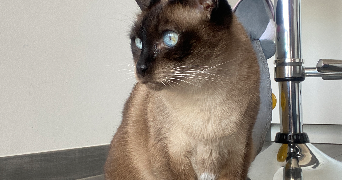 anastasia pet sitter à NEUILLY PLAISANCE 93360_4