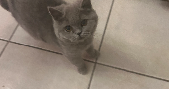 tyla pet sitter à COURBEVOIE 92400_5