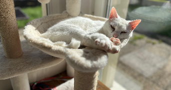 severine pet sitter à BLOTZHEIM 68730_1
