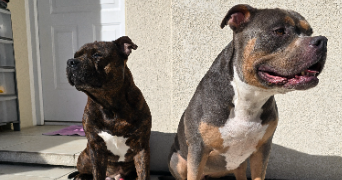 fannie pet sitter à MERIGNAC 33700_1