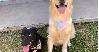 yzadora pet sitter à NIMES 30000_3