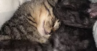 hawa pet sitter à FRANCONVILLE 95130
