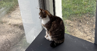 tiziana pet sitter à TALENCE 33400_6