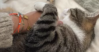 inaya pet sitter à ARGENTEUIL 95100