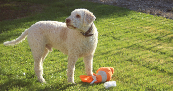 méline pet sitter à REIMS 51100_2