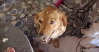 fanny pet sitter à RIOM 63200_1