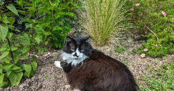 margaux pet sitter à PAU 64000_3