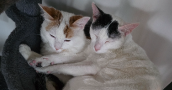 jonathan pet sitter à VATIMONT 57580_0