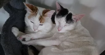 jonathan pet sitter à VATIMONT 57580