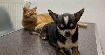 jade pet sitter à CHARPONT 28500_1