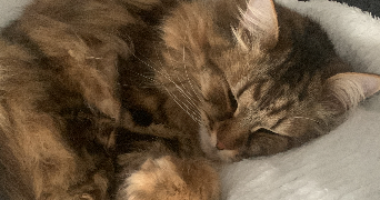 ines cat sitter à ST OUEN SUR SEINE 93400_0