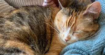 chloé pet sitter à Vincennes 94300_3