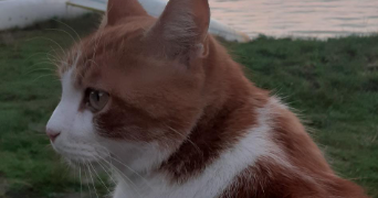 lucie cat sitter à PESSAC 33600_3