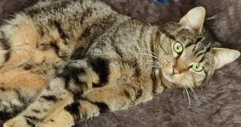 lucile pet sitter à FAYENCE 83440_1