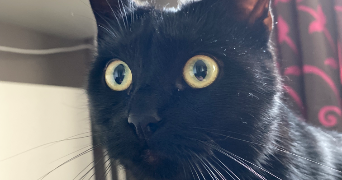 lola pet sitter à NICE 06000_2