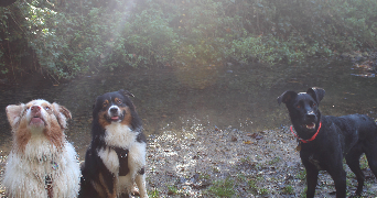 Danaé dog sitter à TREVOUX 01600_4