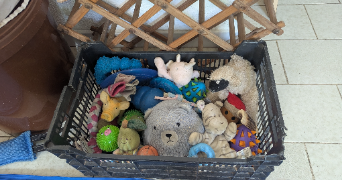 guerreiro viseu pet sitter à NIMES 30000_4
