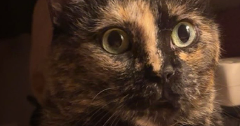 olivia pet sitter à ST LAURENT BLANGY 62223_2
