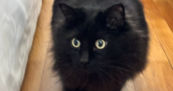 jeanne pet sitter à La Tronche 38700_5