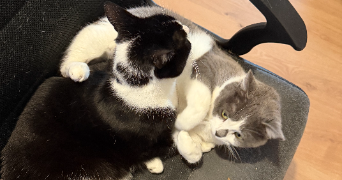 joana pet sitter à VERTAIZON 63910_2