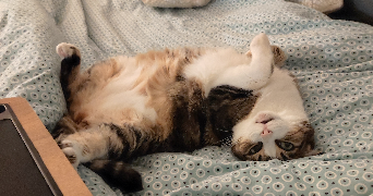 maela pet sitter à RENNES 35000_8
