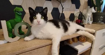 Amélia  cat sitter à ST PERE EN RETZ 44320