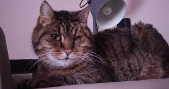 camille pet sitter à MULSANNE 72230_1