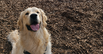 yazmin pet sitter à LES LILAS 93260_7