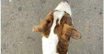 mat pet sitter à ARCUEIL 94110_5