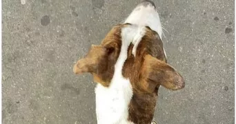 mat pet sitter à ARCUEIL 94110