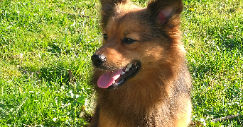 mélissa pet sitter à CORBEIL ESSONNES 91100_0
