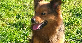 mélissa pet sitter à CORBEIL ESSONNES 91100