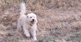 camille pet sitter à ST PIERRE LES NEMOURS 77140_7