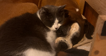 magaly pet sitter à GRENOBLE 38000_3