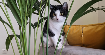 léa pet sitter à SCHILTIGHEIM 67300_10